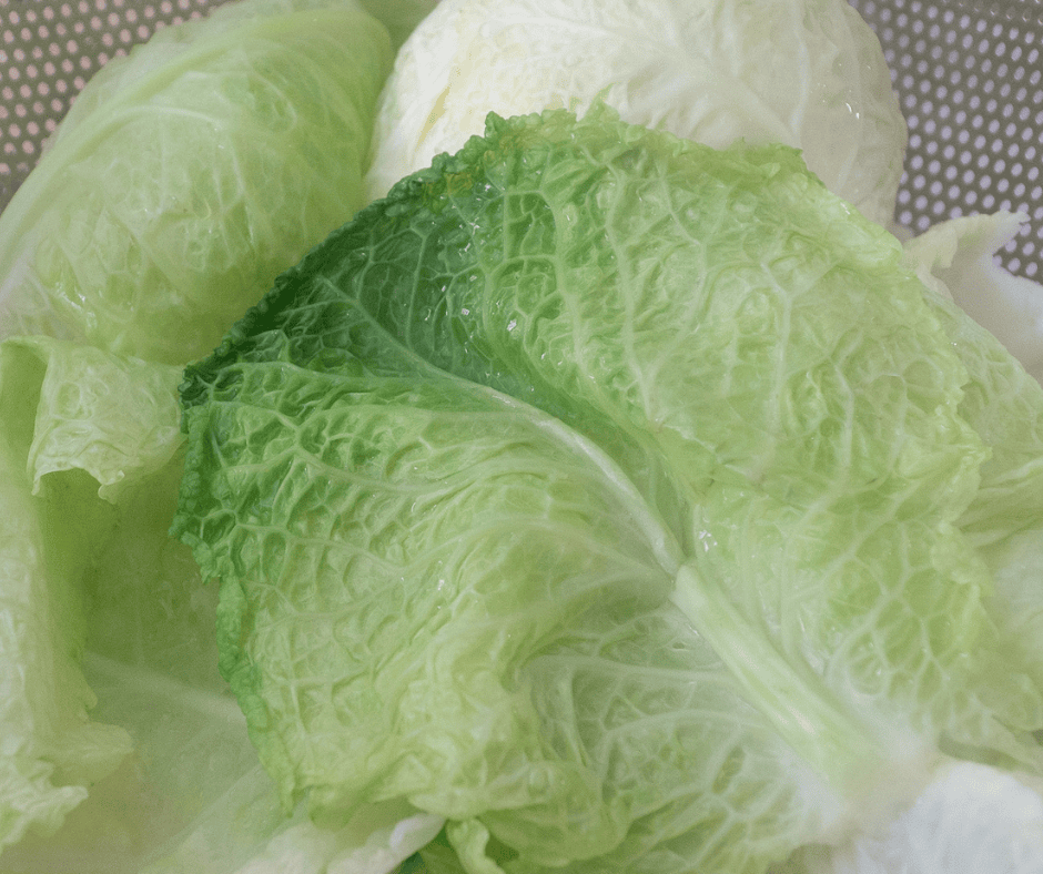 Steamed cabbages leaves piled in a colander to cool.
